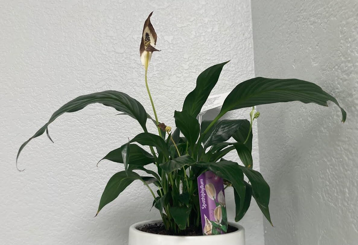How to Take Care of a Peace Lilly Houseplant