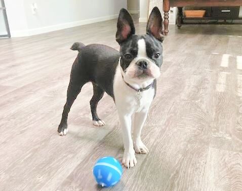 Keep Dogs Entertained with this Automatic Rolling Ball with Lights Dog Toy