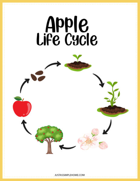 8 Page Apples Learning Activity Pack Free Printables - Jenny at dapperhouse