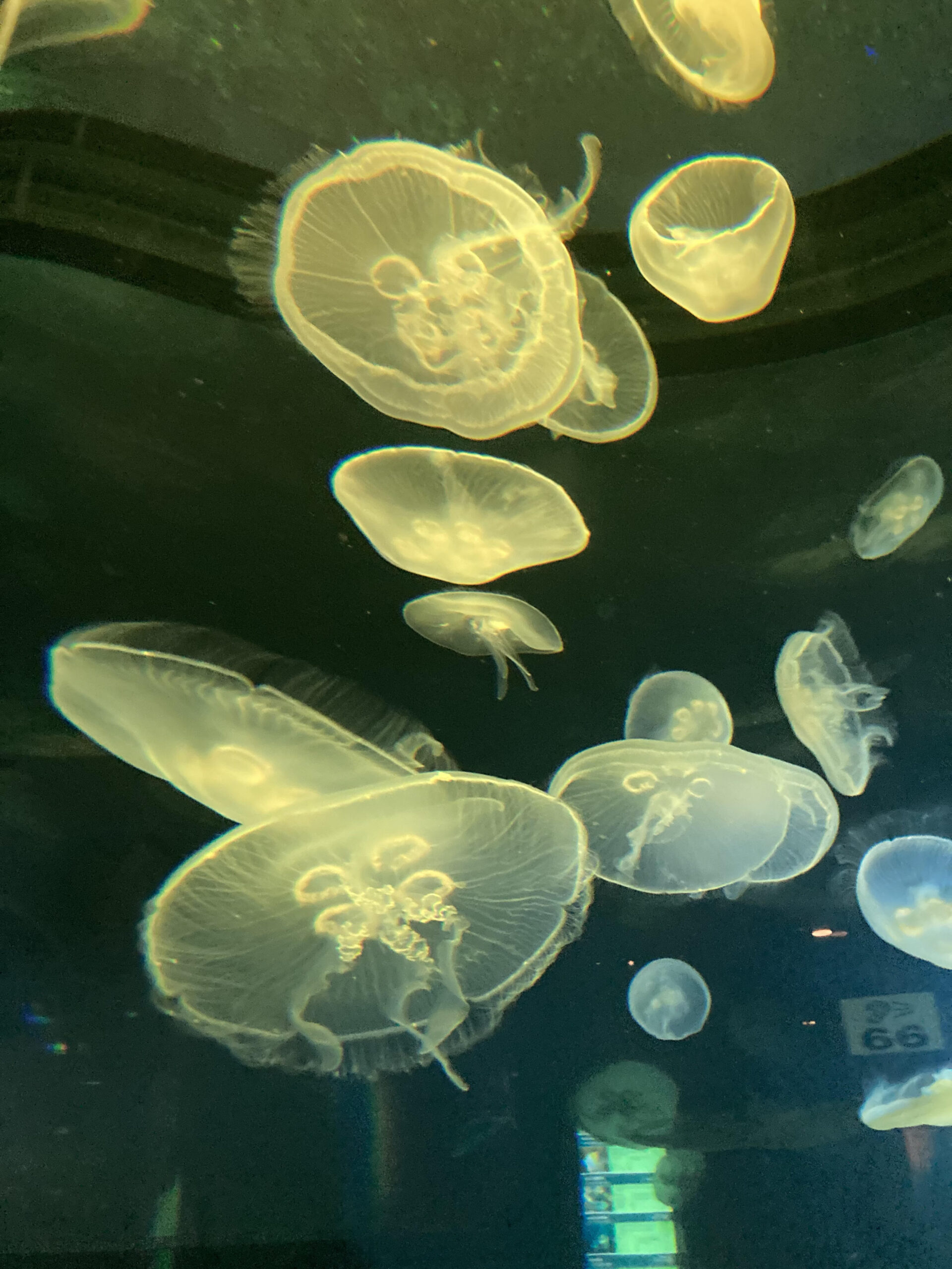 Odysea Aquarium Az Tickets - xrgytop