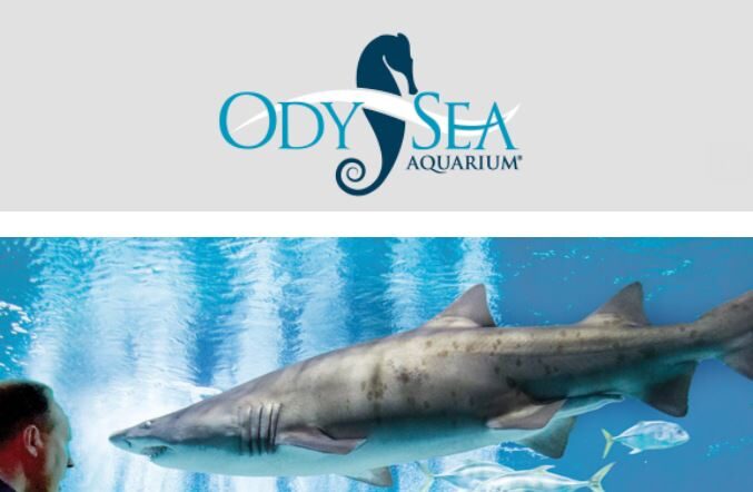 Visit the Arizona OdySea Aquarium for an Impressive Underwater Adventure