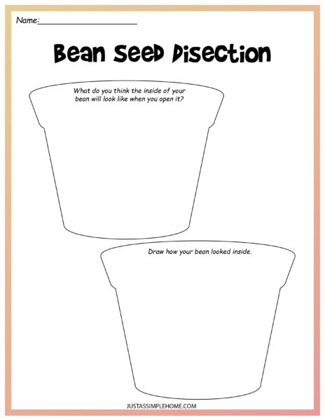 Free Printable Science Packet About Beans and Their Growth Cycle ...