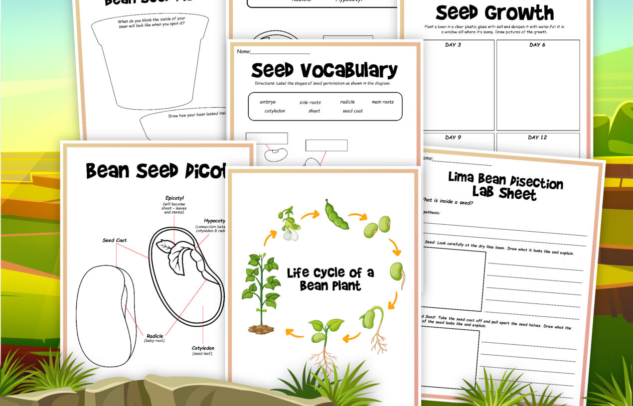 Free Printable Science Packet About Beans and Their Growth Cycle