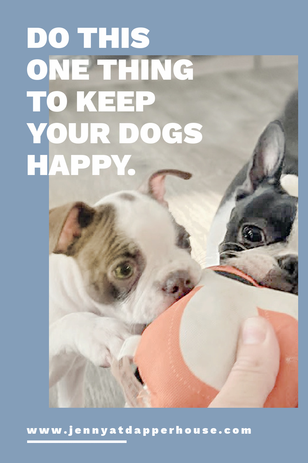 do-this-one-thing-every-month-to-keep-your-dogs-from-being-bored