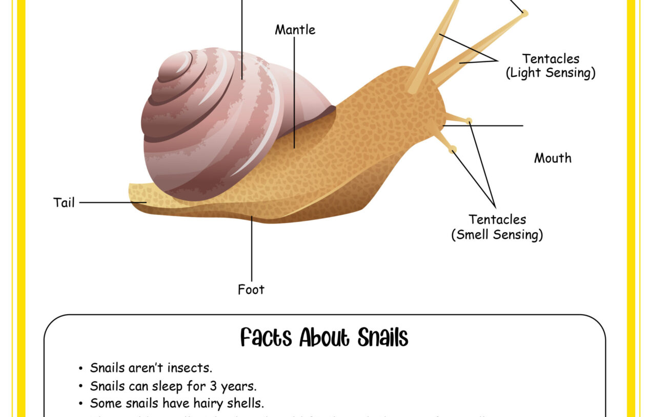 8 Page Science Activity Pack About Snails Free Printables