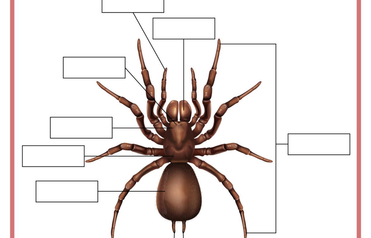 8 Free Printable Learning Pages about Spiders