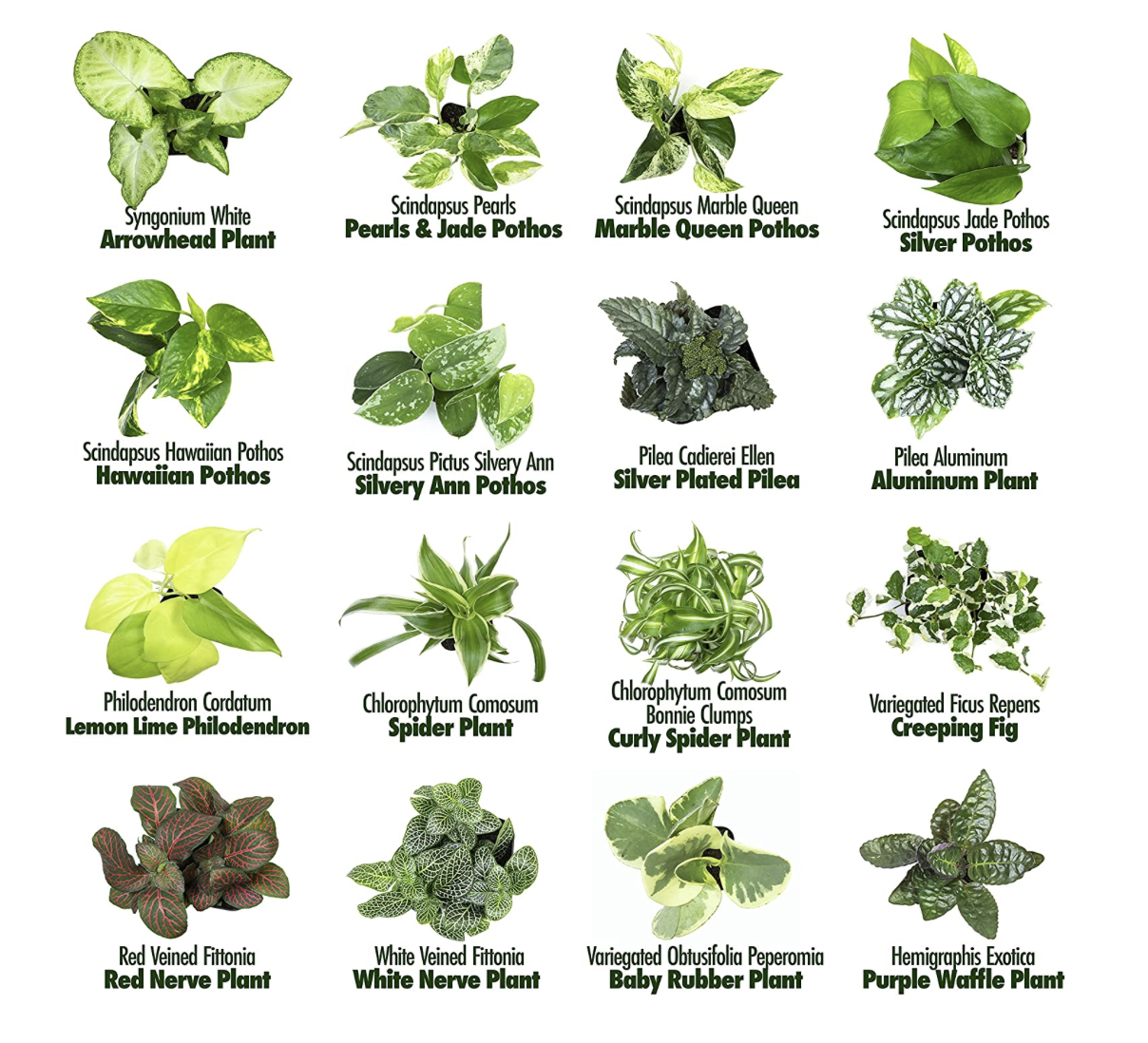 Beautiful Houseplants that Are Hard to Kill & Tips to Keep Them Alive Jenny at dapperhouse