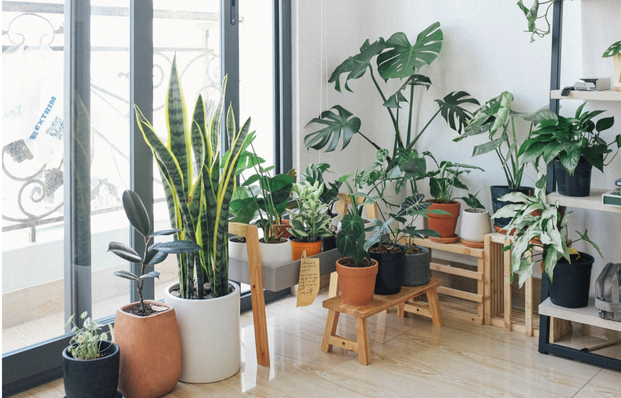Beautiful Houseplants that Are Hard to Kill & Tips to Keep Them Alive