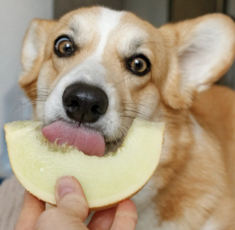 45 Human Foods that are Good for Your Dogs