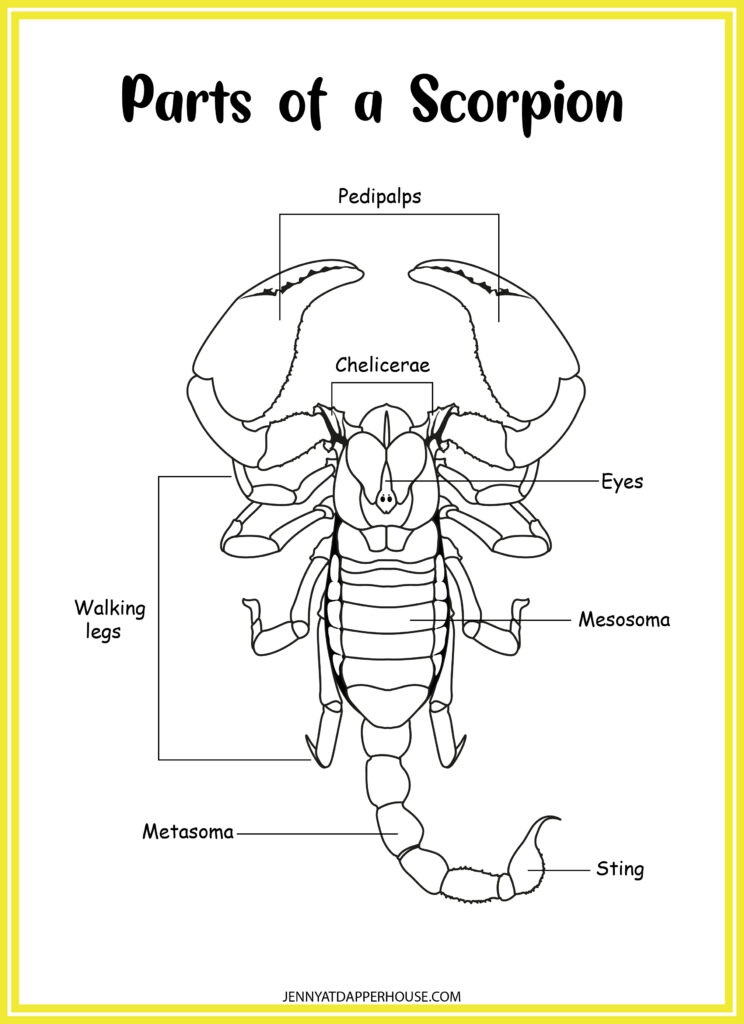 scorpion life cycle for kids