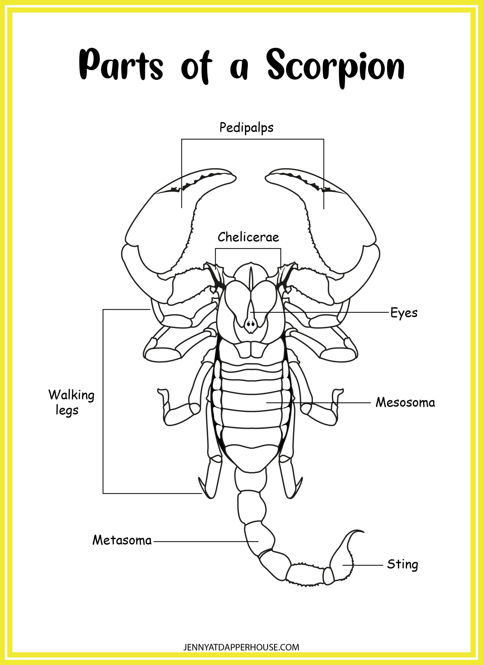 7 Page Scorpion Learning Packet Free Printable Jenny at dapperhouse