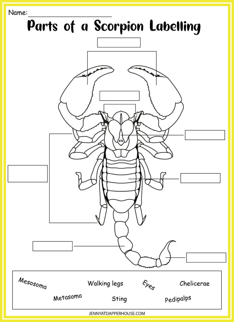 scorpion life cycle for kids