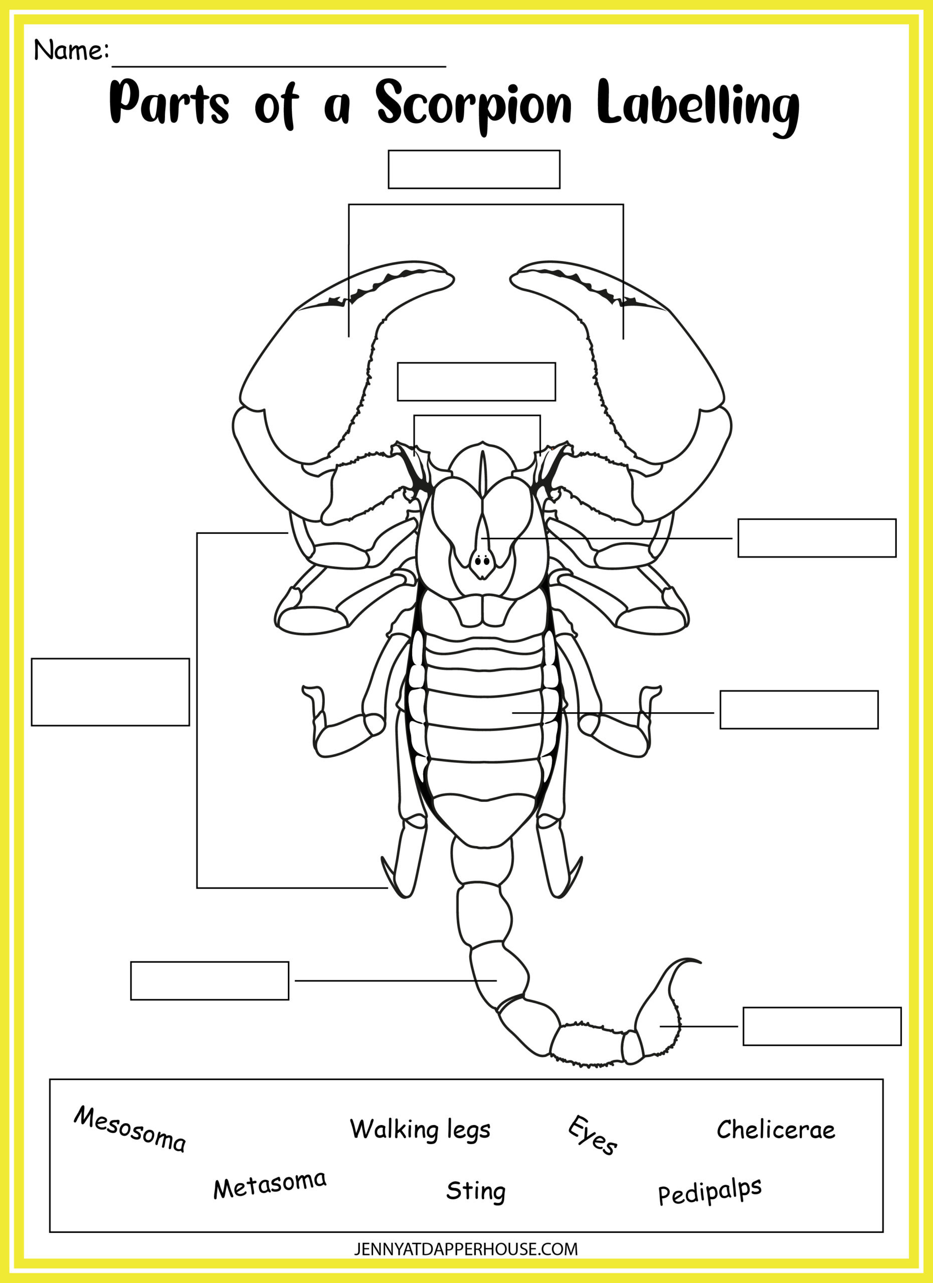 7 Page Scorpion Learning Packet - Free Printable - Jenny at dapperhouse