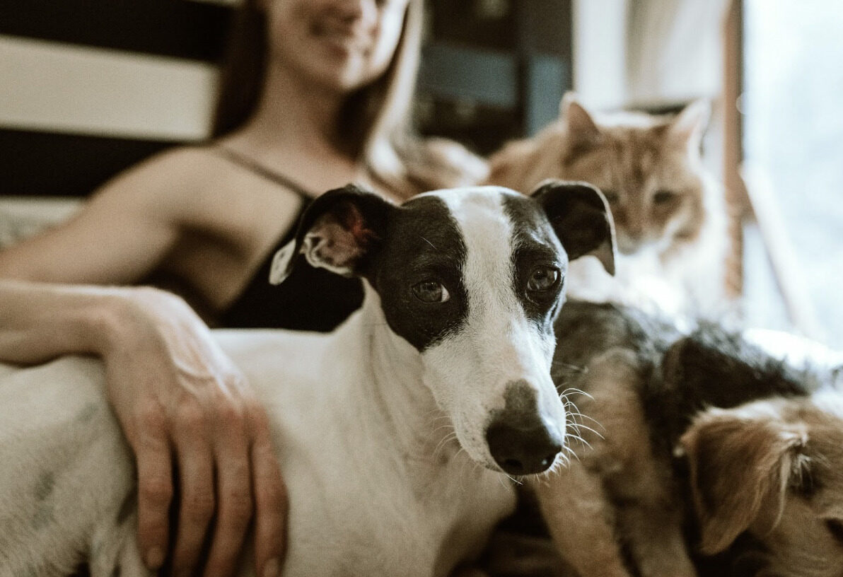 Keep Your Pets Safe with These Essential Products