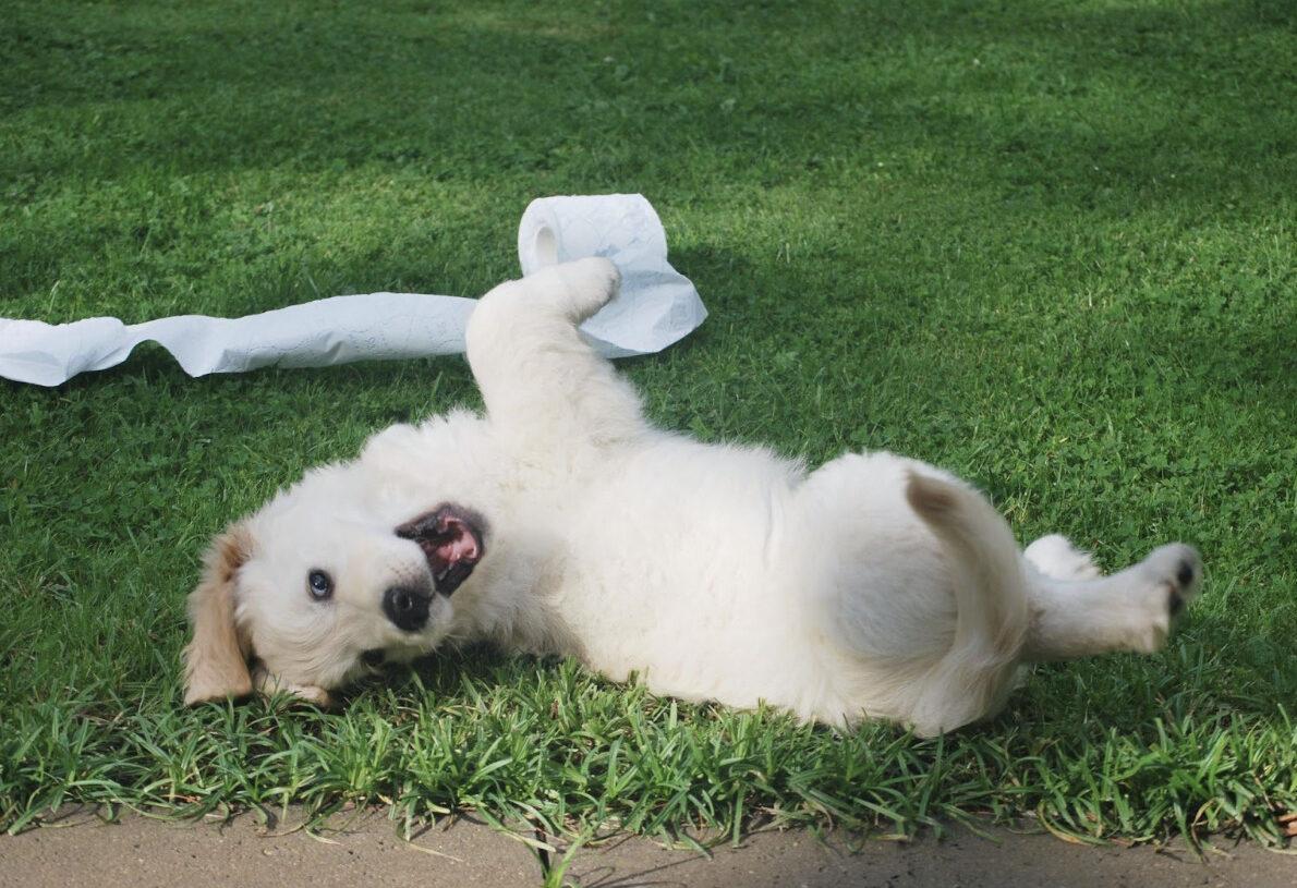 Top Tips For Training A Puppy In Its First Year Of Life