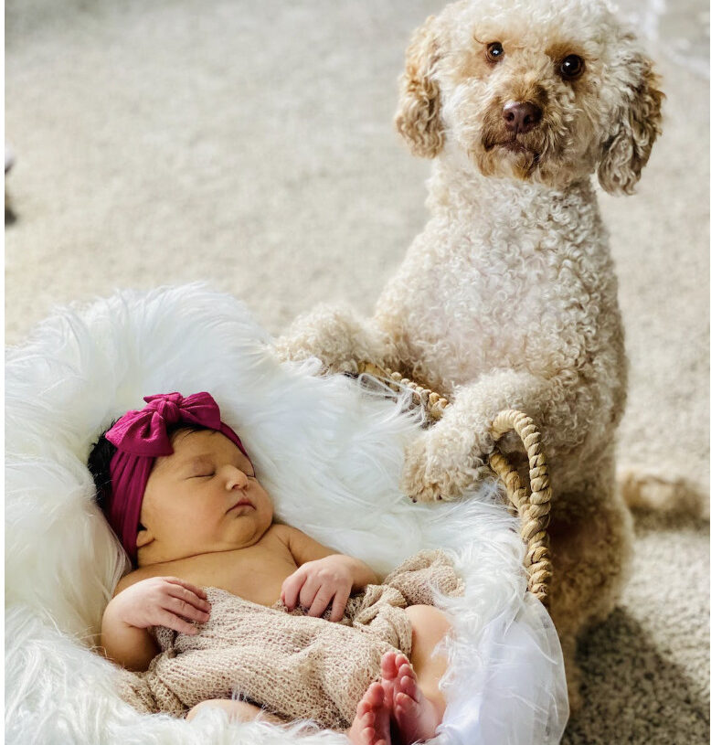 A Newborn Baby and a Dog Can Be a Great Relationship