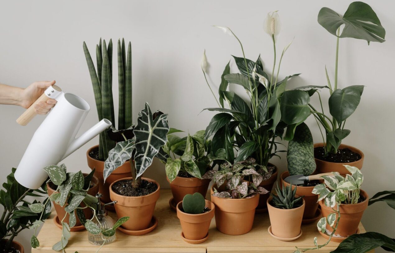 10 Houseplants that Require Minimal Care & Can Reduce Depression